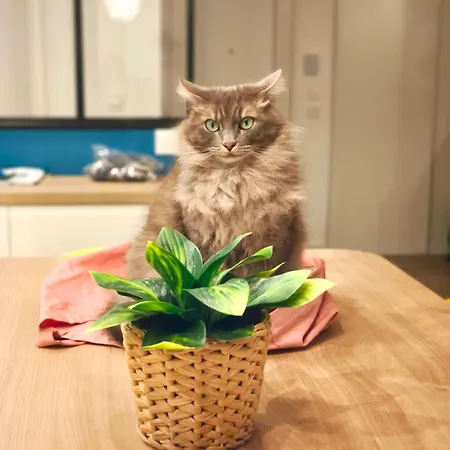 Апартаменты Havre De Paix A Cimiez -t4 En Rez-de-jardin *