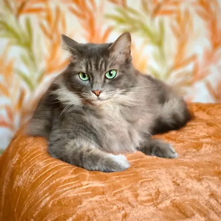 Havre De Paix A Cimiez -t4 En Rez-de-jardin Nizza