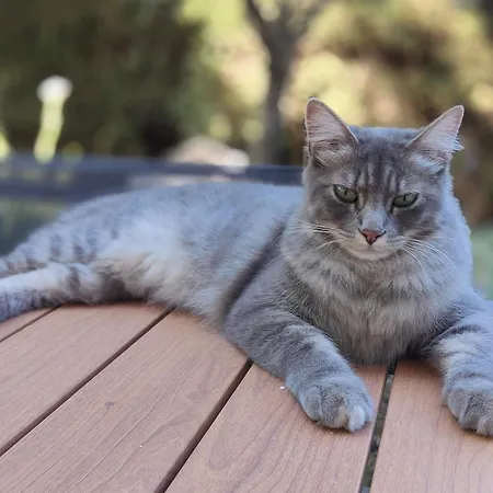 Havre De Paix A Cimiez -t4 En Rez-de-jardin Apartman