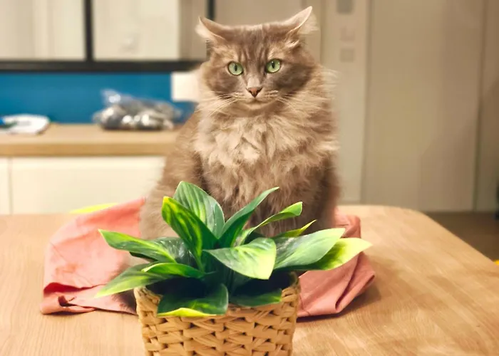 Apartman Havre De Paix A Cimiez -t4 En Rez-de-jardin *