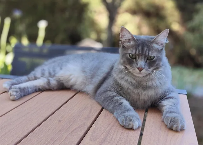 Havre De Paix A Cimiez -t4 En Rez-de-jardin Apartman